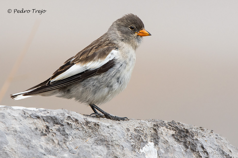 Gorrion alpino (Montifringilla nivalis)